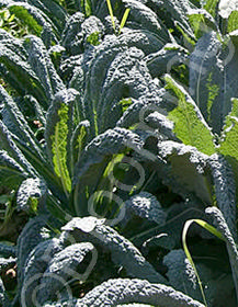 Brassica oleracea var. 'Lacinato Dinosaur'